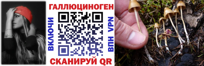 Галлюциногенные грибы Psilocybe  закладка  Хотьково 